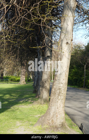 Bäume in St. Stephens Green Dublin Irland Stockfoto