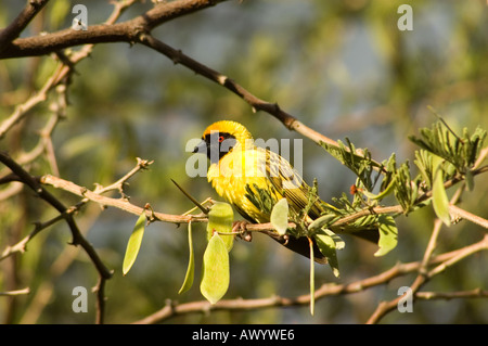 Südlichen Masked Weaver, Ploceus Velatus, auf einem Ast Stockfoto