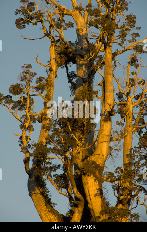 Alerce (Fitzroya Cupressoides) alten Baum bei Sonnenuntergang, Nationalpark Alerce Andino, Chile Stockfoto