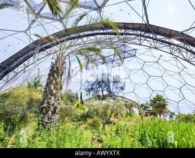 Eine Palme wächst in der mediterranen (Warm gemäßigten) Biome im Eden Project, Cornwall. Stockfoto