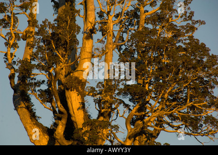 Alerce (Fitzroya Cupressoides) alten Baum bei Sonnenuntergang, Nationalpark Alerce Andino, Chile Stockfoto