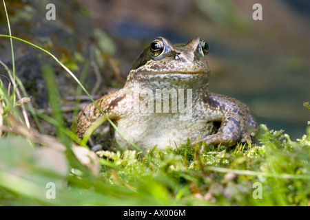 Eine große Grasfrosch (Rana Temporaria) auf der Wiese neben einem Teich. UK Stockfoto