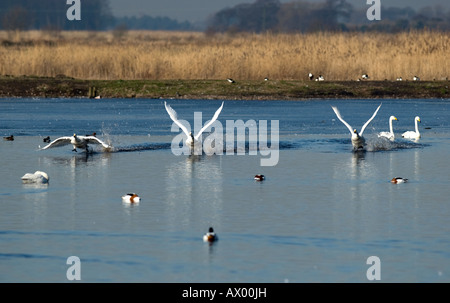 Singschwäne (Cygnus Cygnus), UK. Stockfoto