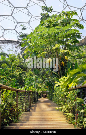 Schritte von üppigen tropischen Pflanzen im Regenwald (Feuchten Tropen) Biome im Eden Project, Cornwall umgeben. Stockfoto