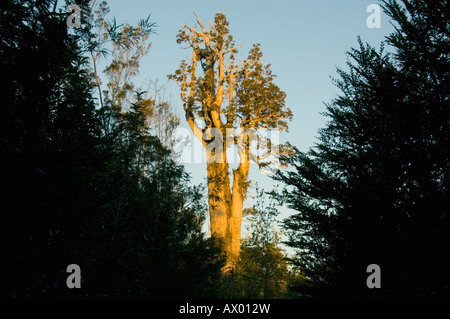 Alerce (Fitzroya Cupressoides) alten Baum bei Sonnenuntergang, Nationalpark Alerce Andino, Chile Stockfoto