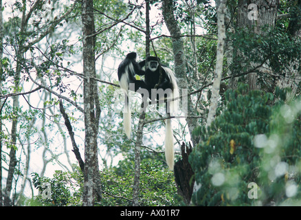 Black And White Colobus, sitzt in einem Baum in den Wald des Aberdare Nationalpark Kenia sie haben traurig traurig Ausdrücke Stockfoto