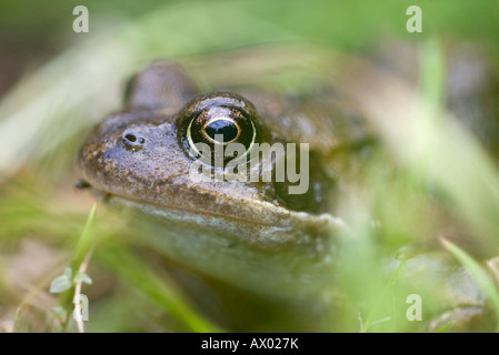 Close-up ein Grasfrosch (Rana Temporaria) in den Rasen. UK Stockfoto