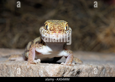 Sindh Sand Gecko. Crossobamon Orientalis. Stockfoto