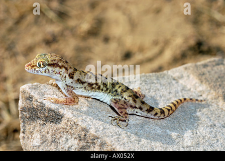 Sindh Sand Gecko. Crossobamon Orientalis. Stockfoto