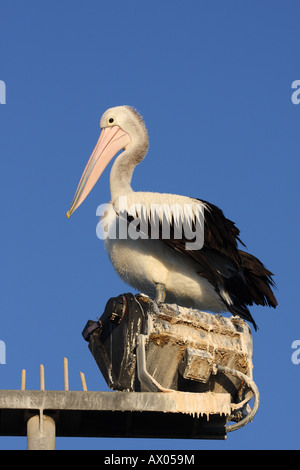 Australischer Pelikan Pelecanus Conspicillatus, alleinstehende Erwachsene sitzen auf einer Straßenlaterne Stockfoto