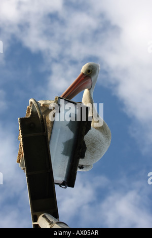 Australischer Pelikan Pelecanus Conspicillatus, alleinstehende Erwachsene sitzen auf einer Straßenlaterne Stockfoto