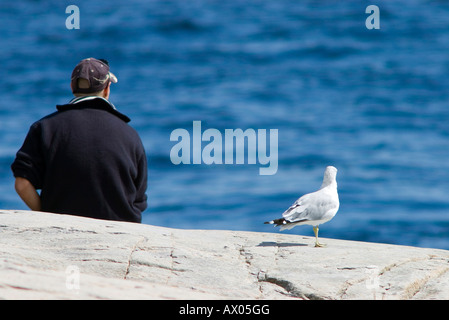 Ein Ring-billed Gull in die gleiche Richtung wie ein Mann sitzt auf Felsen auf Saguenay Fluss Ufer suchen Stockfoto