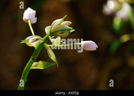 Blühende Orchidee Pflanze Bühnenrand Stockfoto