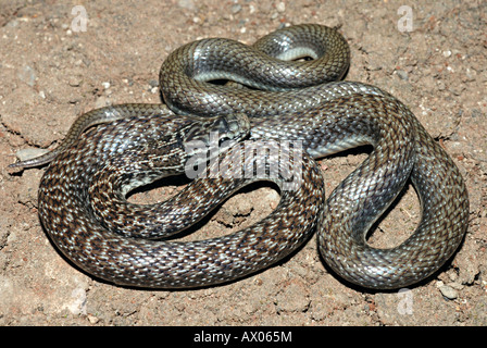 Indische glatte Schlange coronella Brachyura. Nicht giftige selten. kleine schlanke Schlange, die in der Regel nur auf 60-70 cm in der Länge wächst. Stockfoto