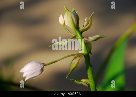 Blühende Orchidee Pflanze Bühnenrand Stockfoto