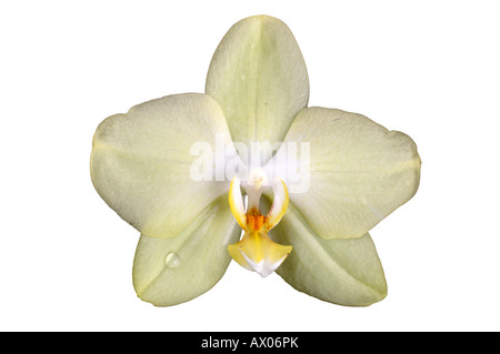 Eine Orchideen-Blüte / Nahaufnahme einer Blüte / Orchidee Zitronengelb Stockfoto