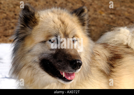 Alaskan Malamute Schlitten Hund Stockfoto