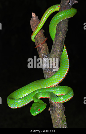 Des Papstes Grubenotter, Trimeresurus Popeiorum, ist in der Regel in der Nacht oberhalb einer Höhe von 800 Metern anzutreffen. Stockfoto