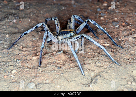 WOLFSPINNE oder Boden Spinnen. Familie Lycosidae - Dies ist eine große Familie von Spinnen, die nach Beute auf dem Boden zu suchen. Stockfoto