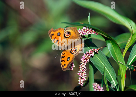 Pandeli, Karanataka, Indien. Dieser Schmetterling wurde während der frühen Morgenstunden sammeln Nektar von Blumen aktiv gesehen. Stockfoto