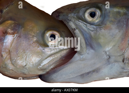 große Fische, kleine Fische essen Stockfoto