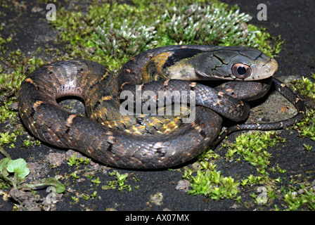 FALSCHE WASSER COBRA. Hydrodynastes Gigas. Eine Colubrid Schlange, die von Elapid Cobra sehr gut imitieren kann. Stockfoto