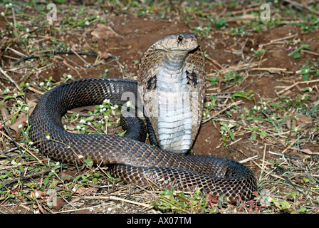 SPECTACLED COBRA. Naja Naja. Giftige, gemeinsame. Gattung der giftig Elapid Schlangen. Stockfoto