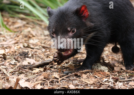 Tasmanischer Teufel, Sarcophilus Harrisi, einzelne Männchen Essen Stockfoto