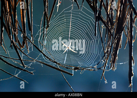 ORB WEAVER Spider Neoscona Arabesca Orb-Weaver Spider (Familie Araneidae) sind die Erbauer der Spirale Rad-förmige Stege Stockfoto