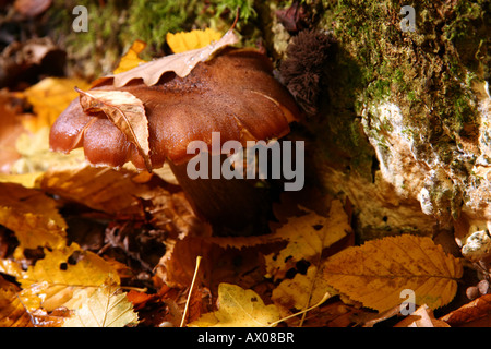 Pilz-Detailansicht-Closeup im herbstlichen Wald Stockfoto