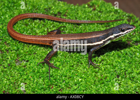 Tyrrhenische MAUEREIDECHSE Podarcis Tiliguerta ist eine Art von Eidechse in der Familie Lacertidae. Stockfoto