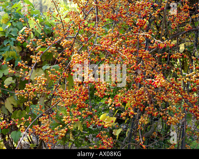 Amerikanische bittersweet (celastrus scandens) Stockfoto