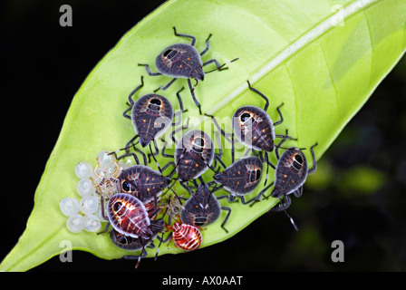 Stink Bugs, Halyomorpha Halys, braune Marmorated Gestank Fehler Nymphen und Erwachsene auf Holzapfel. Eine Gemeinde der Fehler auf ein Blatt zu sehen. Stockfoto