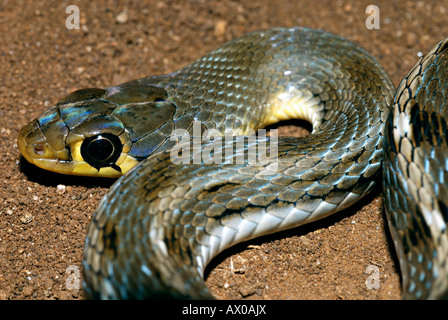 GESTREIFTE KEELBACK Amphiesma Stolatum nicht-giftige, gemeinsamen. Eng verwandt mit Wasserschlangen. Pune, Maharashtra, Indien Stockfoto