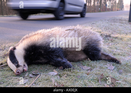 Lauf-über europäischen Dachs (Meles Meles) am Straßenrand Stockfoto