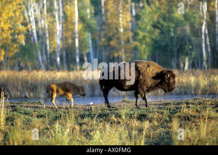 American Buffalo, Bison (Bison Bison), Bison Kuh mit Kalb bei Sonnenuntergang Stockfoto