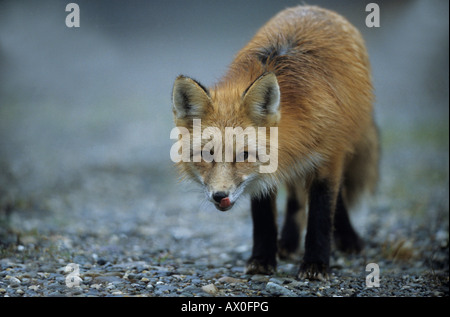 Amerikanische Rotfuchs (Vulpes Vulpes), ist Porträt des weiblichen, Nahaufnahme von Fox, Fox seine Nase lecken. Stockfoto