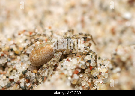 Sand getarnt Arctosa Cinerea Spinne, eine Wolfsspinne, auf den Strand von Gotland in Schweden Stockfoto