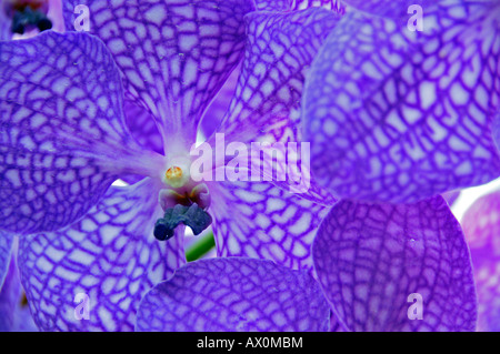 Lila Orchideen (Orchidaceae) Stockfoto