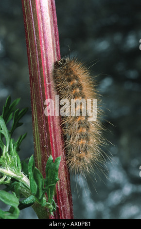 Ruby Tiger (Phragmatobia Fuliginosa), Raupe, sitzen auf einem Stiel, Deutschland Stockfoto