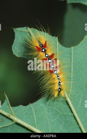 Bergahorn Motte (Acronicta Aceris), Fütterung auf einem Blatt, Deutschland Stockfoto