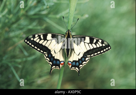 Schwalbenschwanz (Papilio Machaon), sitzen auf einem Stiel, Deutschland Stockfoto