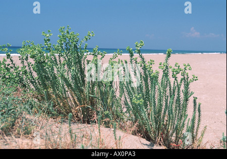 Meer-Wolfsmilch (Euphorbia Paralias), blühende Pflanzen am Strand, Griechenland Stockfoto