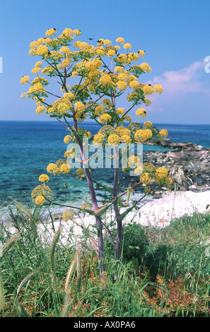 Afrikanische Ammoniacum (Ferula Communis), blühende Pflanze mit mediterranen hinter Griechenland Stockfoto