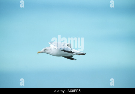 Silbermöwe (Larus Argentatus), fliegen, Frankreich, Normandie Stockfoto