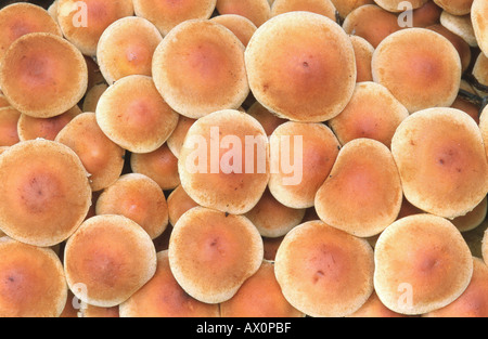 Schwefel-Büschel (Grünblättriger Fasciculare), Fruchtbildung Körper von oben, Deutschland Stockfoto