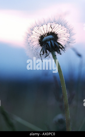 gemeinsamen Löwenzahn (Taraxacum Officinale), einzelne Werk, Deutschland Stockfoto