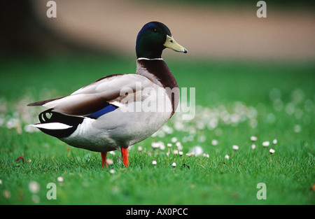 Stockente (Anas Platyrhynchos), Drake, Deutschland Stockfoto
