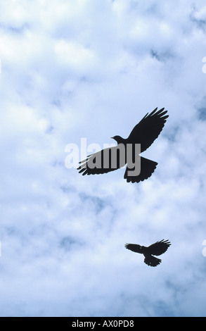 Alpine Alpenkrähe (Pyrrhocorax Graculus), fliegen, Deutschland, Bayern Stockfoto