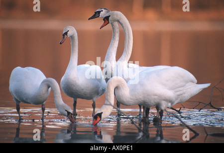 Höckerschwan (Cygnus Olor), stehend im Wasser, Deutschland, Bayern Stockfoto